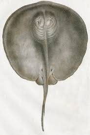 Image result for Hypanus longus