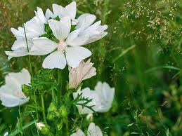 Attēlu rezultāti vaicājumam “Malva moschata alba fruit”