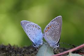 Attēlu rezultāti vaicājumam “Agrodiaetus amandus male”