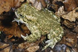 Attēlu rezultāti vaicājumam “Pseudepidalea viridis adult”