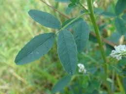 Attēlu rezultāti vaicājumam “Melilotus wolgicus”