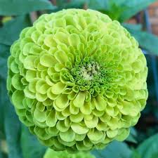 Image result for Zinnia violacea