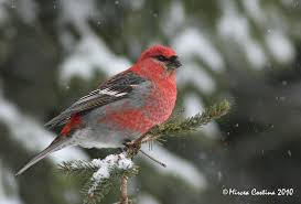 Image result for Pinicola enucleator