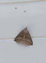 Attēlu rezultāti vaicājumam “Colobochyla salicalis”