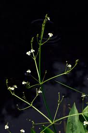 Attēlu rezultāti vaicājumam “Alisma lanceolatum”