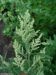 Image result for Chenopodium album