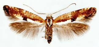 Attēlu rezultāti vaicājumam “Argyresthia pruniella”