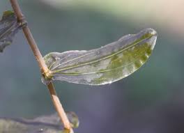 Attēlu rezultāti vaicājumam “Potamogeton perfoliatus leaf”