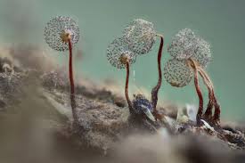 Attēlu rezultāti vaicājumam “Cribraria intricata stalked”