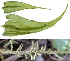 Attēlu rezultāti vaicājumam “Hygroamblystegium humile”