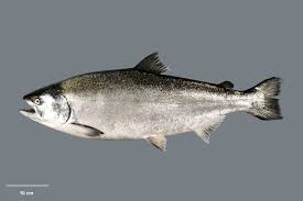 Image result for Oncorhynchus tshawytscha