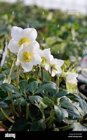 Attēlu rezultāti vaicājumam “Helleborus niger”