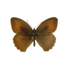 Attēlu rezultāti vaicājumam “Maniola jurtina”