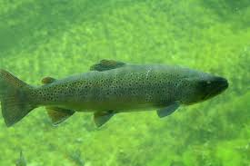 Attēlu rezultāti vaicājumam “Salmo trutta”