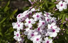 Image result for Phlox (großblumig)