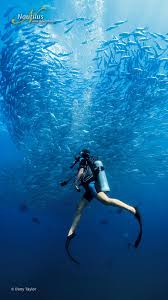 Image result for Scuba Skooling