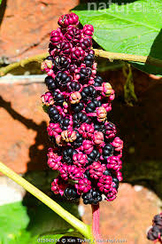 Attēlu rezultāti vaicājumam “Phytolacca acinosa fruit”