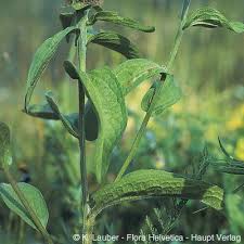 Image result for Centaurea pseudophrygia