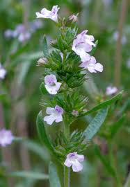 Image result for Satureja hortensis