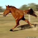 http://t0.gstatic.com/images?q=tbn:ANd9GcQR6OdNoq08vS1JQCSTL5AaJiPEFhMcBY0RJAcaJ6SpM_buA6WiqQvMq3WE