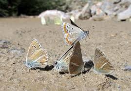 Attēlu rezultāti vaicājumam “Agrodiaetus damon underside”
