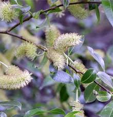 Attēlu rezultāti vaicājumam “Salix pentandra flower”