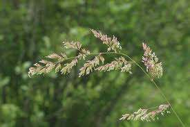 Attēlu rezultāti vaicājumam “Phalaroides arundinacea fruit”