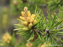 Attēlu rezultāti vaicājumam “Pinus banksiana”