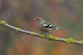 Attēlu rezultāti vaicājumam “Fringilla coelebs male”