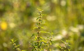 Attēlu rezultāti vaicājumam “Lycopus europaeus leaf”