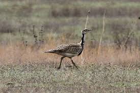 Image result for Chlamydotis macqueenii