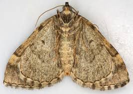 Attēlu rezultāti vaicājumam “Colostygia pectinataria male”