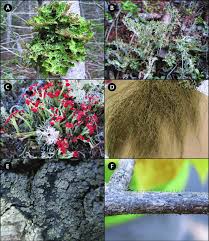 Attēlu rezultāti vaicājumam “Parmeliella triptophylla”