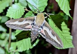 Attēlu rezultāti vaicājumam “Hyles gallii imago”