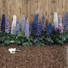 Attēlu rezultāti vaicājumam “Delphinium elatum”
