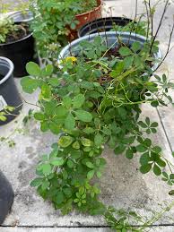 Image result for Ildblomkarse