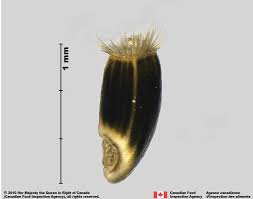 Attēlu rezultāti vaicājumam “Centaurea stoebe fruit”