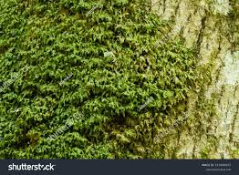 Attēlu rezultāti vaicājumam “Homalia trichomanoides”