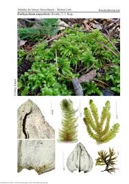 Attēlu rezultāti vaicājumam “Eurhynchium angustirete”