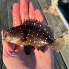 Image result for Hyporthodus niveatus