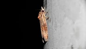 Attēlu rezultāti vaicājumam “Nycteola sp.”