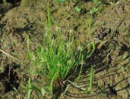 Attēlu rezultāti vaicājumam “Myosurus minimus”