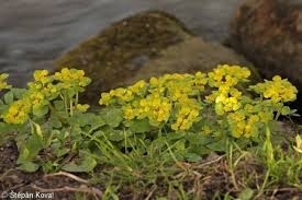 Attēlu rezultāti vaicājumam “Chrysosplenium alternifolium bud”