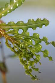 Attēlu rezultāti vaicājumam “Potamogeton trichoides leaf”