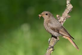 Attēlu rezultāti vaicājumam “Phoenicurus ochruros female”