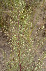 Attēlu rezultāti vaicājumam “Artemisia campestris bud”