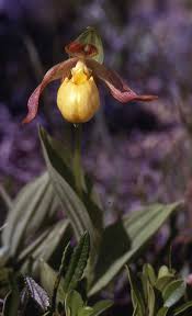 Attēlu rezultāti vaicājumam “Cypripedium calceolus flower”
