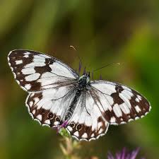 Attēlu rezultāti vaicājumam “Barbeyella minutissima macro”