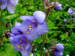 Image result for Polemonium coeruleum