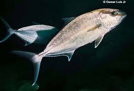 Image result for Seriola dumerili